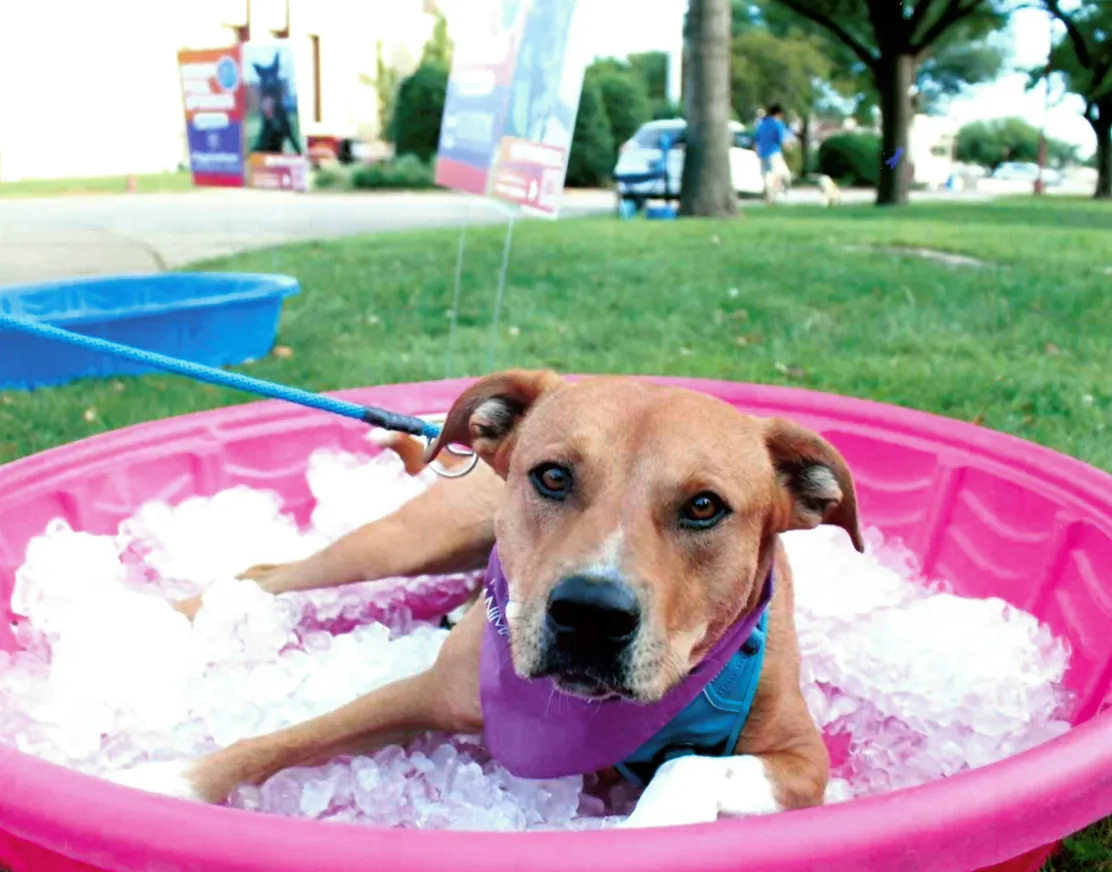 A relaxed dog lying in an ice-filled paddling pool at the SPCA of Texas' Strut Your Mutt