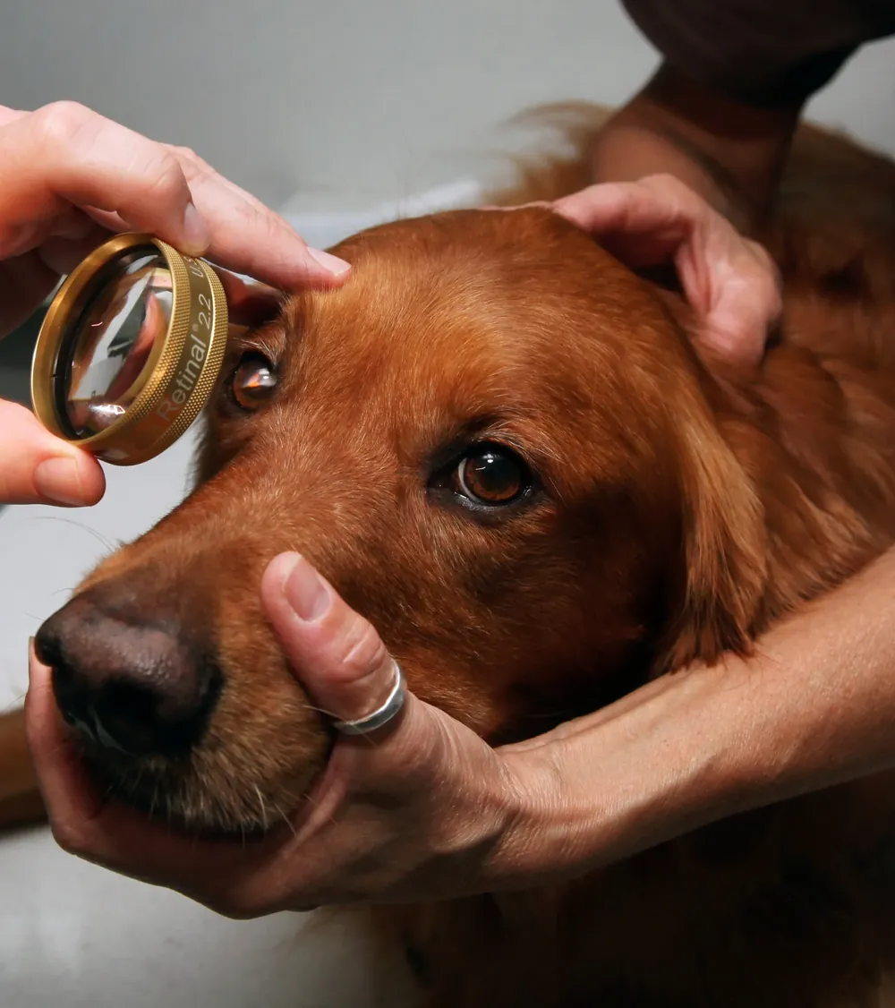 A veterinarian examining a golden retriever's eye with a lens