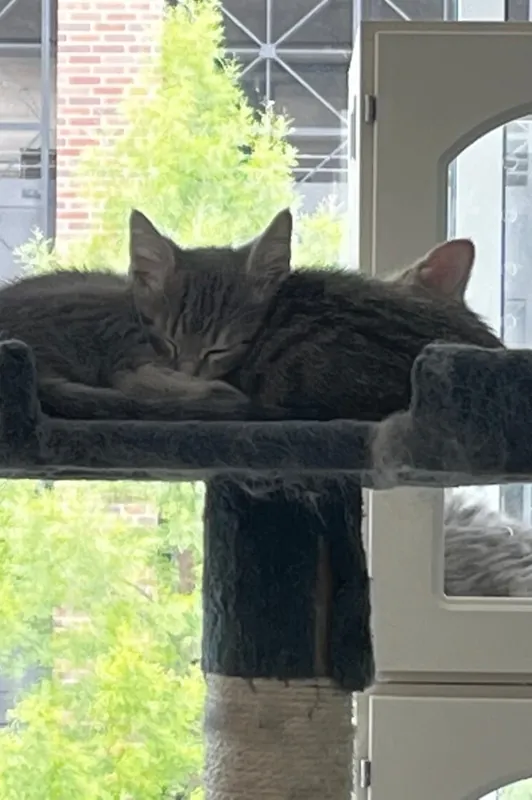 Kittens asleep on a cat tree by a window