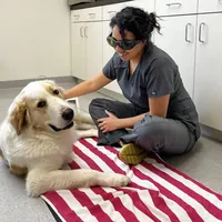A golden retriever relaxing during laser therapy