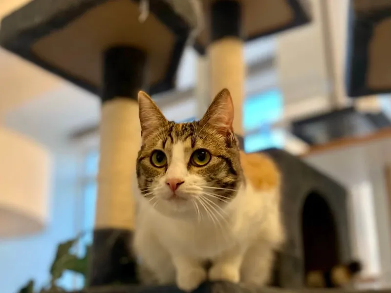 A cat leaping on a cat tree