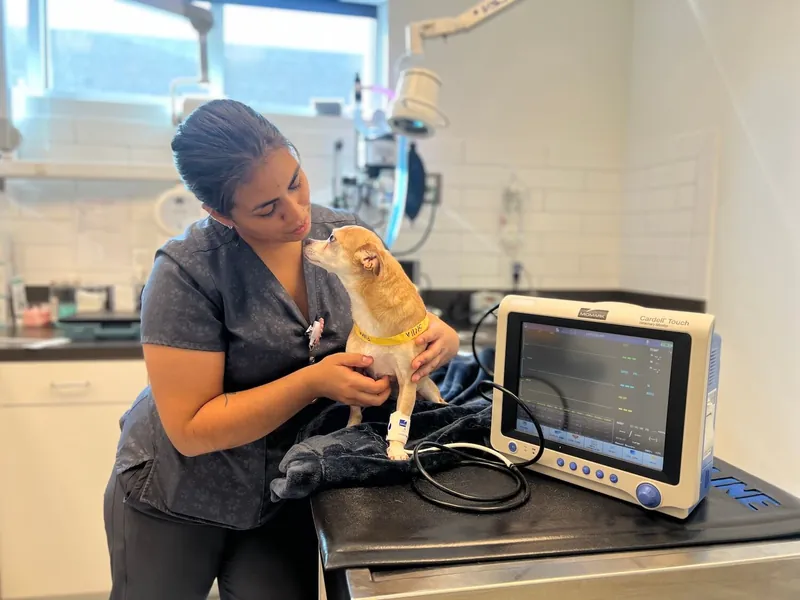A technician with a small dog beside monitoring equipment