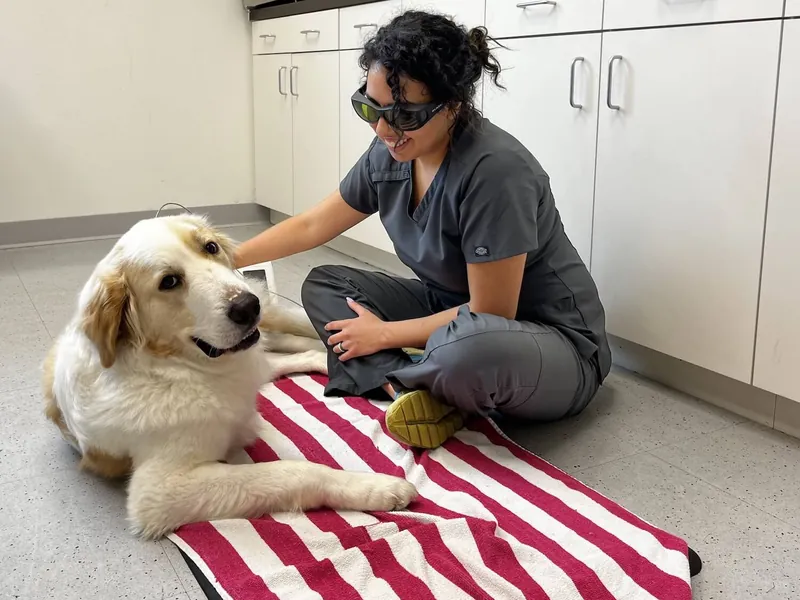A technician in protective goggles giving laser therapy to a golden retriever