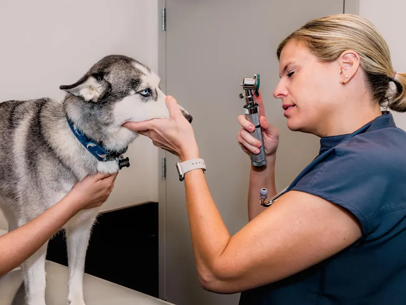 A veterinarian checking a husky's ear with an otoscope